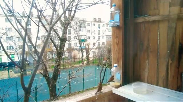Птичья Столовая 03.01.19. Тайм-коды в описании. смотреть онлайн
