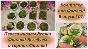 Болталка про Фиалки! Выпуск 107! Пересаживаем детки Фиалок! Беседуем о сортах Фиалок!
