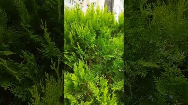 Сочи. улица Навагинская