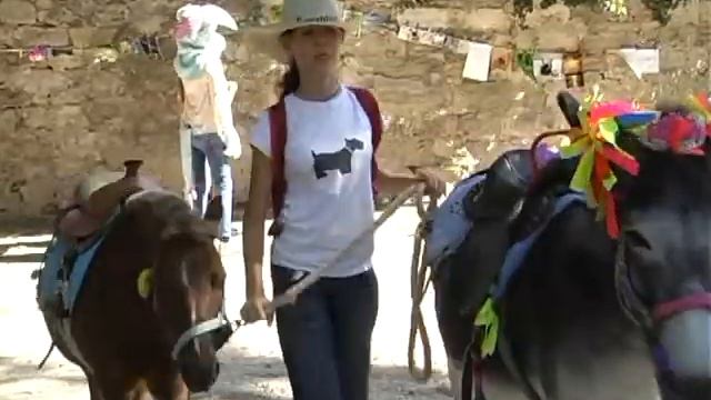 Защитники животных провели благотворительный праздник у Башни Константина смотреть онлайн