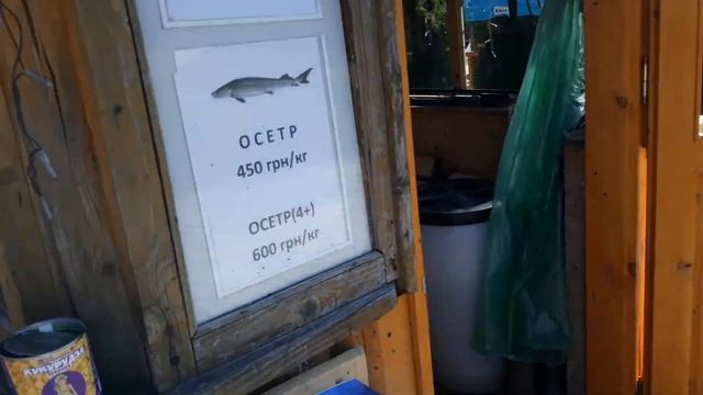 Ловимо ФОРЕЛЬ на КУКУРУДЗУ біля Східниці в с.Опака - форельник 2021!!! смотреть онлайн