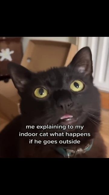 Котики (15) смотреть онлайн