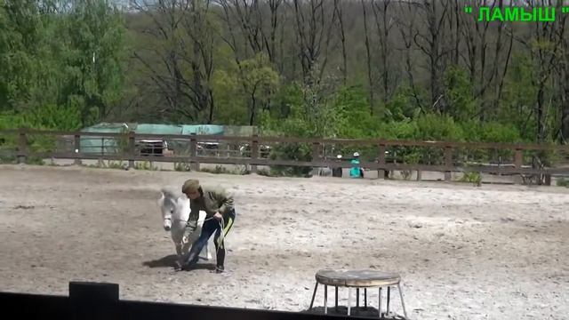 Конный праздник в Экопарке Фельдмана (Харьков) - 6. Маленький пони. Видео с лошадьми смотреть онлайн