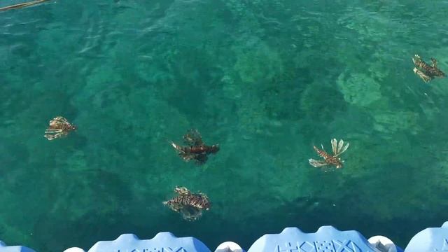 морские рыбки смотреть онлайн