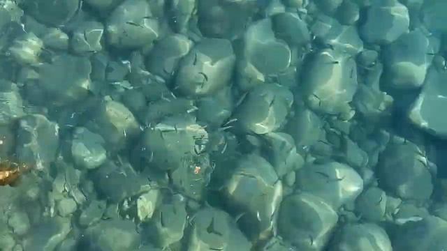 Турция. рыбки в отеле- редкость смотреть онлайн