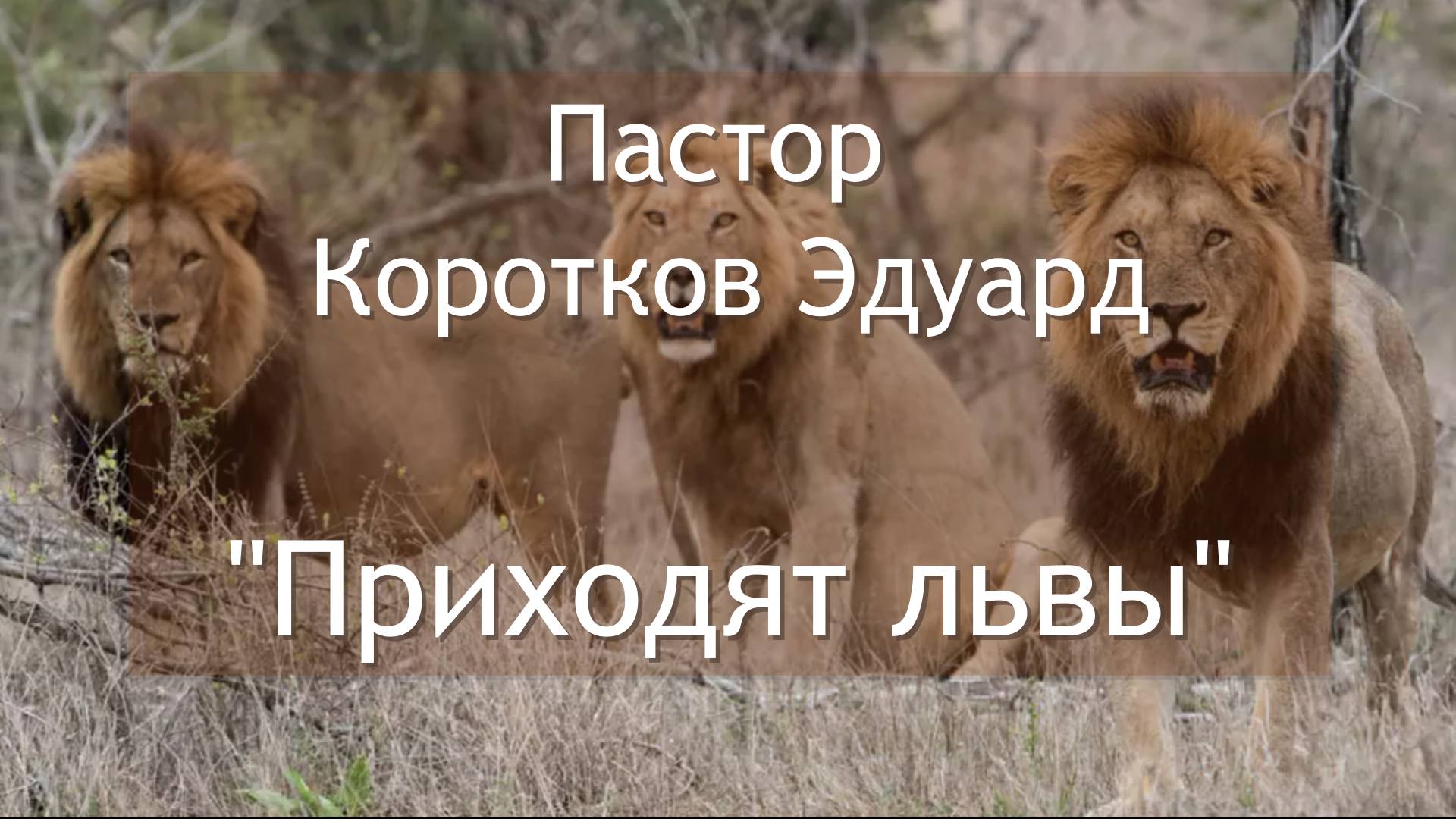 Приходят львы смотреть онлайн