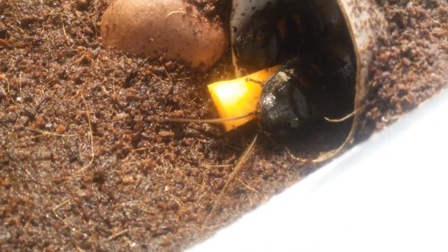 Madagascar hissing cockroach eating! смотреть онлайн