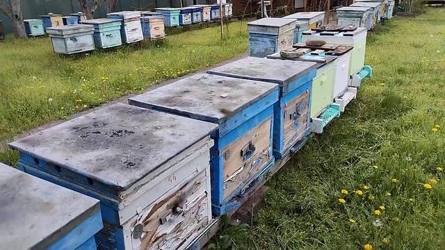 Взяток с ивы 11 04 2024 смотреть онлайн