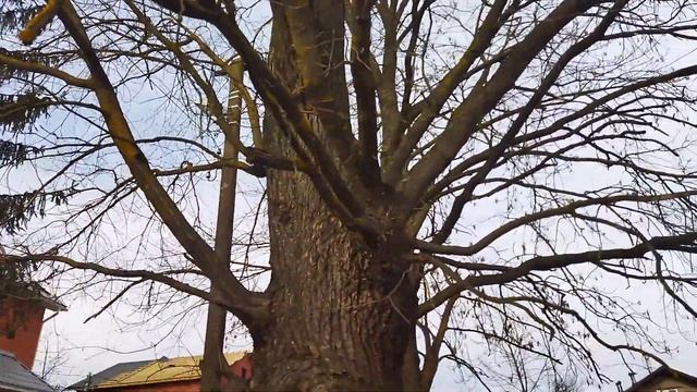 Дереву более 300 лет на Заречной улице смотреть онлайн