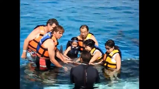 Fun Time Swim with Dolphins Oahu and Sea Life Park смотреть онлайн