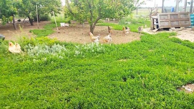 Лето близко // Куры переехали в пансионат для восстановления смотреть онлайн