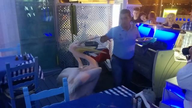 Кипр. Ресторан Пеликан и его талисманы смотреть онлайн