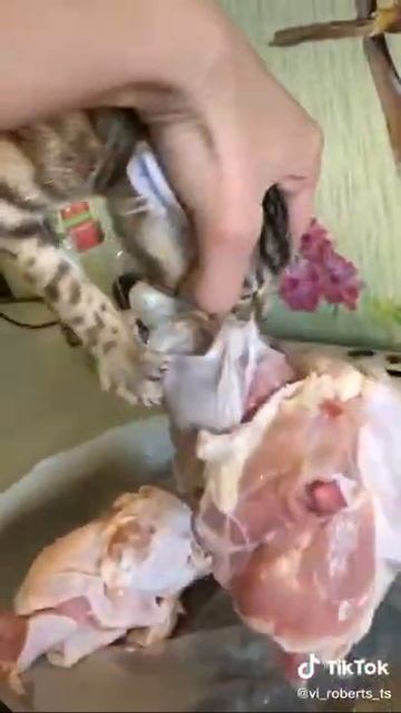 Кот вцепился