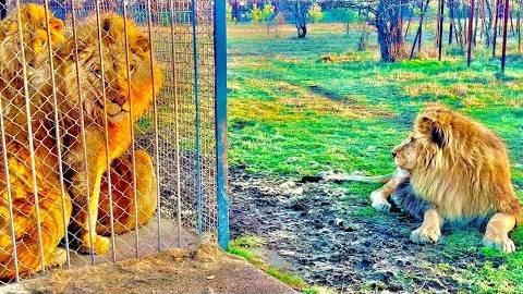 Лев Марсель никогда так не делал, но перед смертью он стал приходить к вольеру своих детей и сидеть смотреть онлайн