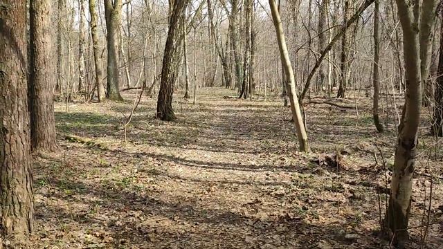 Весенний лес смотреть онлайн