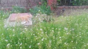 VID_20250425_094902.mp4