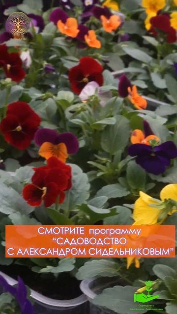 ВИОЛА РОГАТАЯ многолетник цветущий 