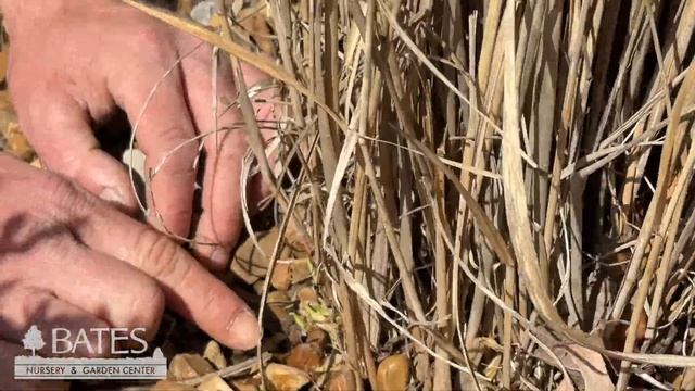 How to Prune Switchgrass смотреть онлайн