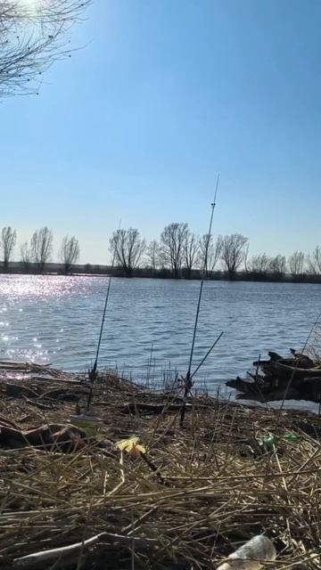 Втянули всю семью😉🐟 #рыбалка #рыба #природа #донки #щука #спиннингист #кемпинг #shortsvideo #shorts смотреть онлайн