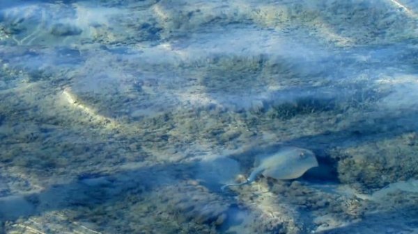 STELLA BEACH RESORT & SPA MAKADI BAY 5*. Египет-23, Хургада.