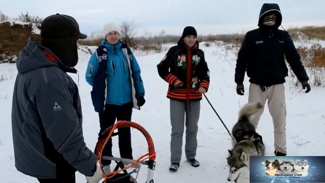 Катание на хаски в Павлодаре смотреть онлайн