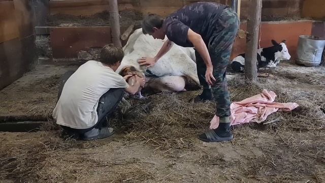 Корова родила двойню. Весь процесс отела у коровы. смотреть онлайн
