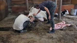 Корова родила двойню. Весь процесс отела у коровы.