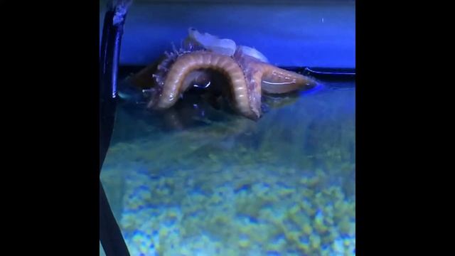 Chocolate chip Starfish eating!!! смотреть онлайн
