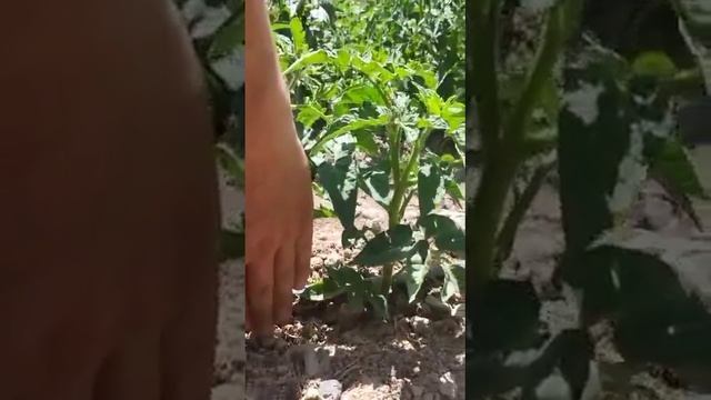 #РеалОрганик удобрения #помидоры смотреть онлайн