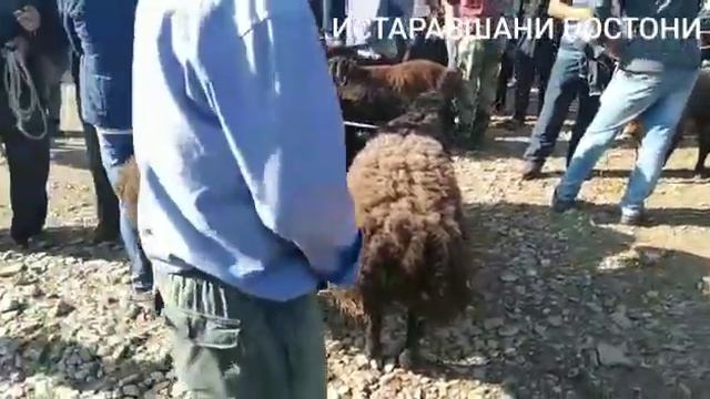 Молбозори шахристон нархо  дахшат