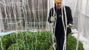 Что я делаю весной с сидератами в теплице.