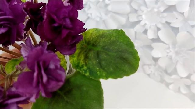 Фиалка трейлер СВ-Город Солнечногорск