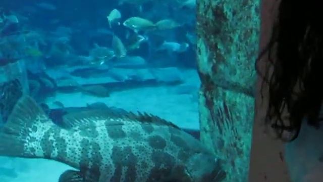 ДубайАтлантис2011 281 смотреть онлайн