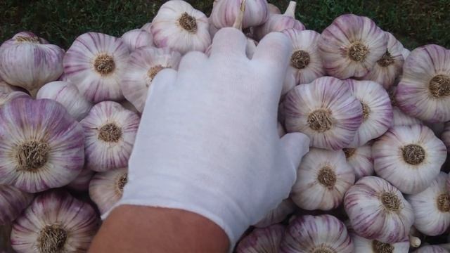 Часник Дюшес, урожай 2020 смотреть онлайн