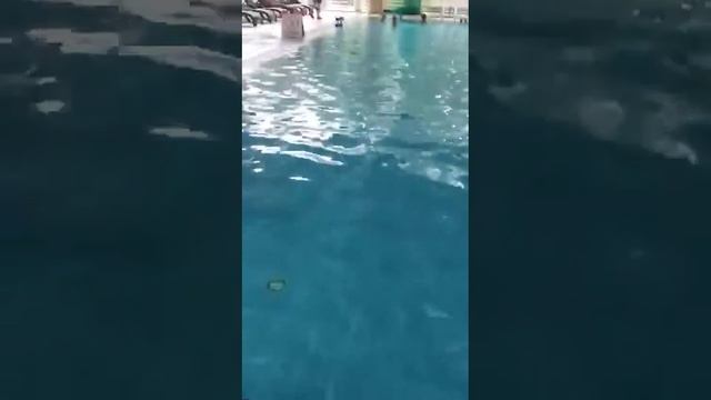 Рассказ о бассейнах. автор Межитов Закария смотреть онлайн