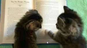 Ох уж эти котики... :-)