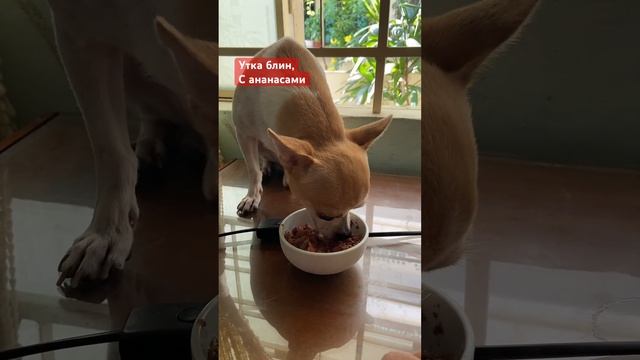 #travel #азия #нячанг #вьетнам #путешествия #отдых#чихуахуа смотреть онлайн