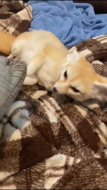 Excited fennec fox in the morning!! смотреть онлайн