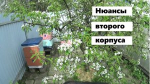 Нюансы постановки вторых корпусов на пасеке.