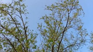 Ясеневские пруды в весенний день.Москва