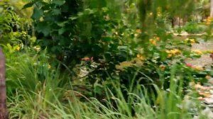 Вьетнам, Камрань, отель DUYEN HA, прогулялись