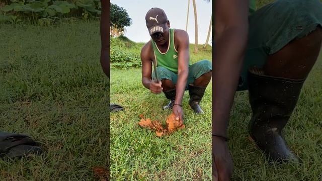 Занзибар/Африка отель Сиа Клифф Резорт Спа / #Hotel Sea Cliff Resort & Spa #Zanzibar Island смотреть онлайн