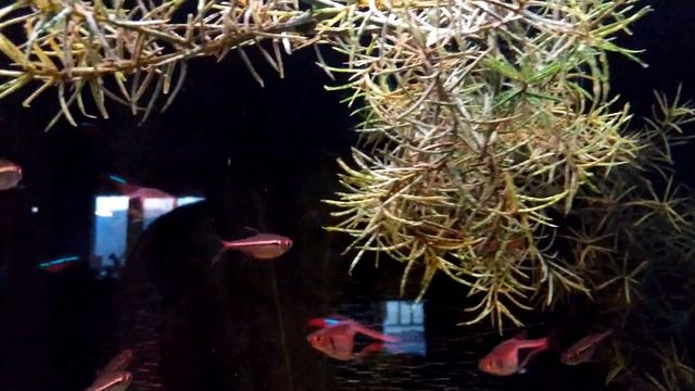 Redline Tetra смотреть онлайн