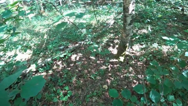 Очень редкие,необычные грибы,которым не нужны дожди!Грибная разведка Июль 2024! смотреть онлайн