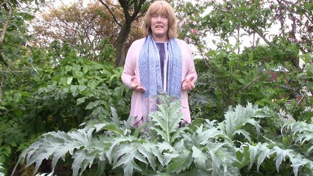 Cynara Care, How to Grow Cardoon / Artichoke : 3 of 30, my month of perennials смотреть онлайн