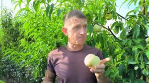 Обзор белого персика Айс Пич