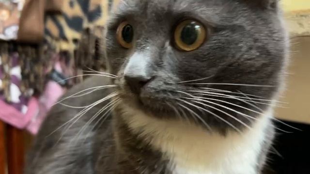 Предпочтения кота Симбы смотреть онлайн