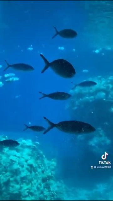 Египет, Шарм-эль-Шейх, Rixos Premium Seagate 5*, 13.06.21 – 22.06.21. смотреть онлайн