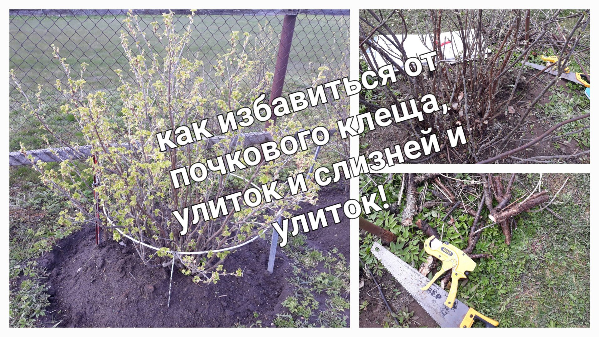 Как избавиться от почкового клеща, улиток под кустами на чёрной смородине..mp4