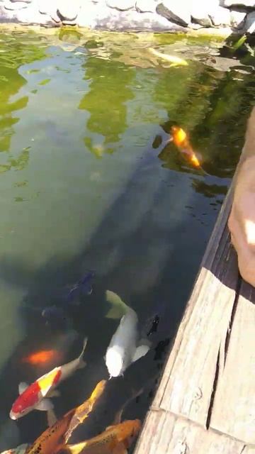 Смотрю как плавают карпы кои. смотреть онлайн